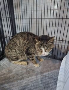 군산유기동물보호센터에서 01월 28일 발견해서 보호하고 있는 고양이 정보.