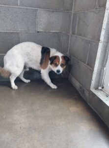 군산유기동물보호센터에서 보호중인 유기된 강아지안내.