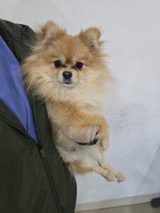 반려동물보호센터에서 보호하고 있는 유기된 강아지안내드립니다.