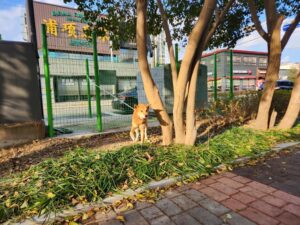 (사)영일동물플러스에서 01월 29일 발견해서 보호하고 있는 강아지 정보안내.