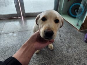 광주동물보호센터에서 01월 30일 발견해서 보호하고 있는 강아지 정보.