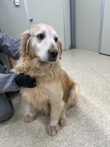남양주시동물보호센터에서 01월 30일 발견해서 보호하고 있는 강아지 정보.