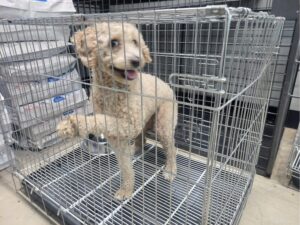 고양시동물보호센터에서 01월 30일 발견해서 보호하고 있는 강아지 정보안내.