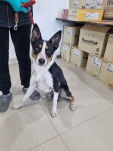 반려동물보호센터에서 보호중인 유기된 강아지안내드립니다.