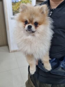 반려동물보호센터에서 보호하고 있는 유기된 강아지안내.