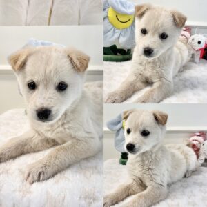 경주동물사랑보호센터에서 01월 31일 발견해서 보호하고 있는 강아지 정보입니다.