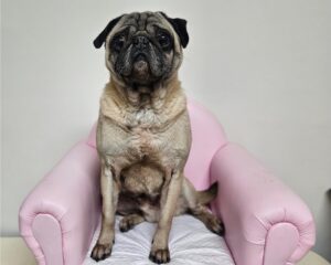 창원유기동물보호소에서 보호하고 있는 유기된 강아지소개합니다.