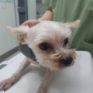 링크늘푸른동물병원에서 01월 31일 발견해서 보호하고 있는 강아지 정보안내.