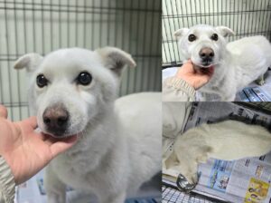 (사)영일동물플러스에서 보호하고 있는 유기된 강아지안내드립니다.