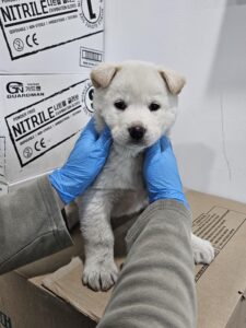 반려동물보호센터에서 보호중인 유기된 강아지입니다.