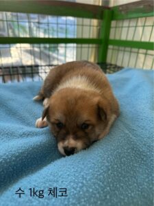 군산유기동물보호센터에서 01월 31일 발견해서 보호하고 있는 강아지 정보.