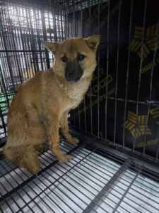 밀양시 동물보호센터에서 01월 31일 발견해서 보호하고 있는 강아지 정보.