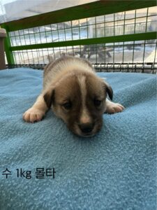 군산유기동물보호센터에서 보호중인 유기된 강아지소개합니다.