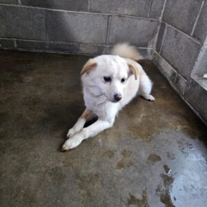 군산유기동물보호센터에서 보호하고 있는 유기된 강아지안내합니다.