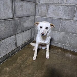 군산유기동물보호센터에서 01월 31일 발견해서 보호하고 있는 강아지 정보.