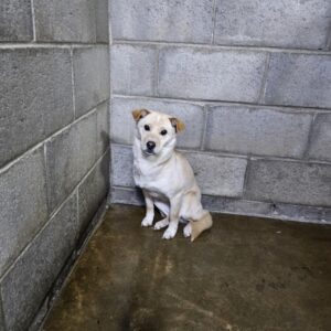 군산유기동물보호센터에서 01월 31일 발견해서 보호하고 있는 강아지 정보입니다.