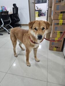 반려동물보호센터에서 보호하고 있는 유기된 강아지입니다.