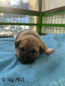 군산유기동물보호센터에서 보호하고 있는 유기된 강아지안내.