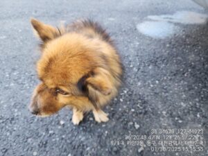 대전동물보호센터에서 보호중인 유기된 강아지안내합니다.