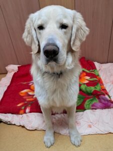 전북말산업복합센터에서 보호하고 있는 유기된 강아지안내드립니다.