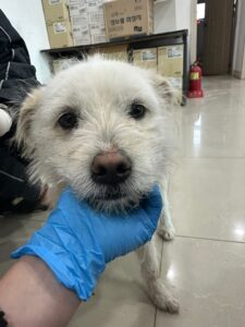 반려동물보호센터에서 02월 01일 발견해서 보호하고 있는 강아지 정보입니다.