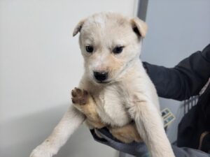 고양시동물보호센터에서 보호하고 있는 유기된 강아지안내.