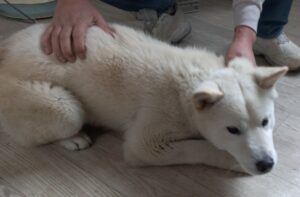 완주군유기동물보호소에서 02월 01일 발견해서 보호하고 있는 강아지 정보입니다.