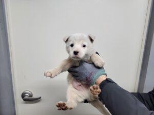 고양시동물보호센터에서 보호하고 있는 유기된 강아지정보.