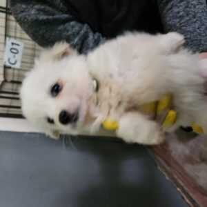 구례군동물보호센터에서 02월 01일 발견해서 보호하고 있는 강아지 정보안내.