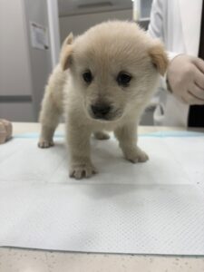 순천시유기동물보호소에서 02월 01일 발견해서 보호하고 있는 강아지 정보안내.