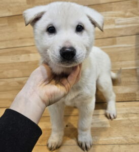 가나동물병원에서 보호하고 있는 유기된 강아지안내드립니다.