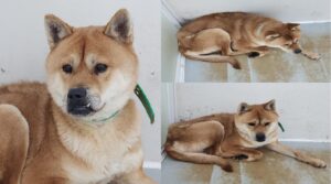 서산시 동물보호센터에서 보호하고 있는 유기된 강아지안내합니다.