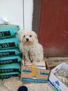 충주시동물보호센터에서 보호중인 유기된 강아지안내합니다.