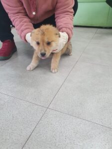 학교임시동물보호센터에서 보호중인 유기된 강아지안내.