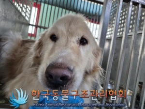 한국동물구조관리협회에서 02월 01일 발견해서 보호하고 있는 강아지 정보안내.