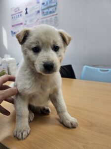 반려동물보호센터에서 보호하고 있는 유기된 강아지안내드립니다.