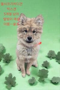 성주유기동물보호센터에서 보호중인 유기된 강아지안내합니다.