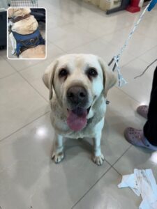 반려동물보호센터에서 02월 02일 발견해서 보호하고 있는 강아지 정보입니다.