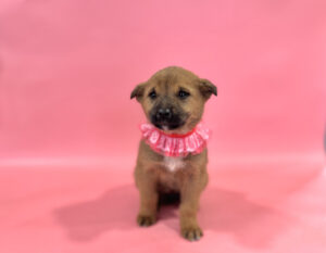 (사)영일동물플러스에서 02월 02일 발견해서 보호하고 있는 강아지 정보.