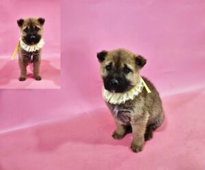 (사)영일동물플러스에서 보호하고 있는 유기된 강아지안내드립니다.