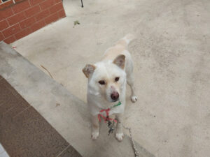 (사)영일동물플러스에서 보호중인 유기된 강아지안내.