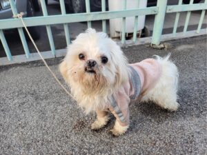 고양시동물보호센터에서 02월 02일 발견해서 보호하고 있는 강아지 정보.