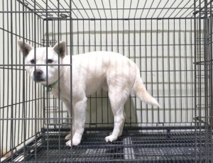 위더스 동물보호센터에서 02월 02일 발견해서 보호하고 있는 강아지 정보안내.