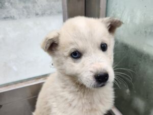 해남유기동물보호센터에서 02월 03일 발견해서 보호하고 있는 강아지 정보안내.