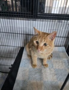 군산유기동물보호센터에서 02월 02일 발견해서 보호하고 있는 고양이 정보안내.