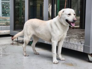 (사)영일동물플러스에서 02월 03일 발견해서 보호하고 있는 강아지 정보.