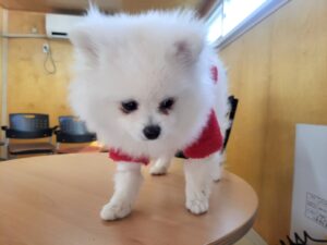 고양시동물보호센터에서 보호하고 있는 유기된 강아지안내드립니다.