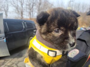 고양시동물보호센터에서 02월 03일 발견해서 보호하고 있는 강아지 정보입니다.