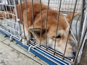 경동동물병원에서 02월 03일 발견해서 보호하고 있는 강아지 정보.