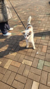 익산유기동물보호소에서 보호중인 유기된 강아지안내합니다.